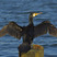 Great Cormorant